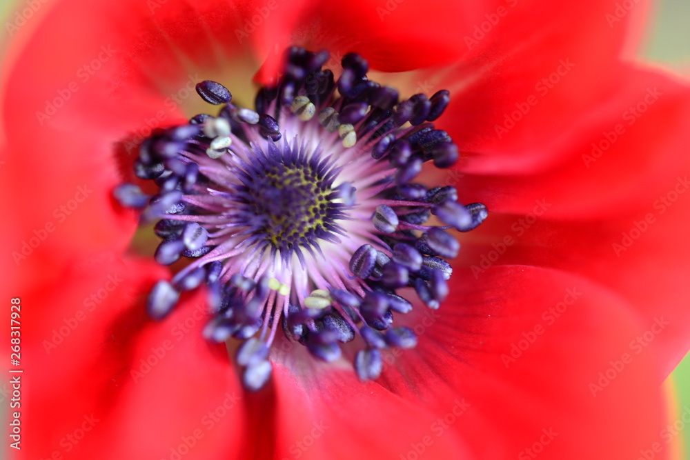 Détail fleur d'Anemone coronaria rouge Détail fleur d'Anemone coronaria rouge