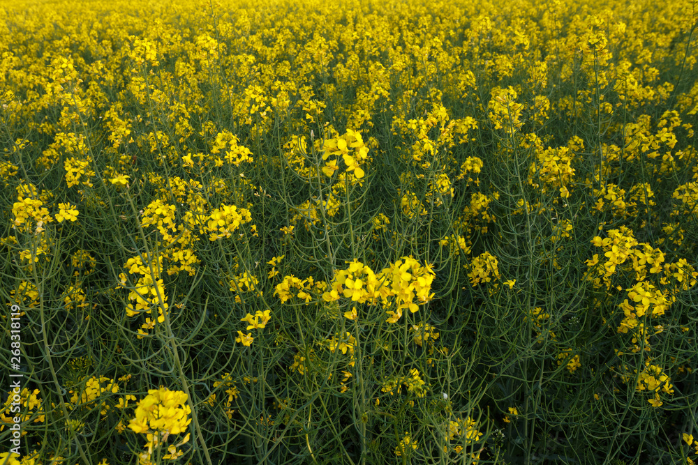 Tops of blooming rapeseed in the field