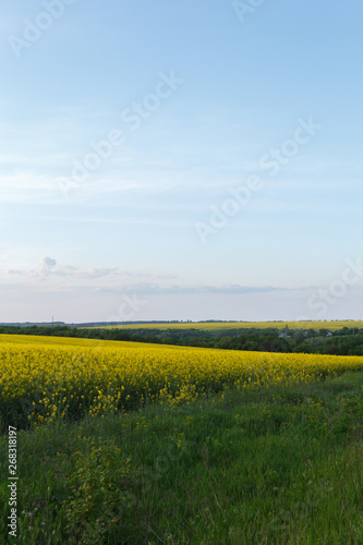Rapeseed field near the meadow at sunset