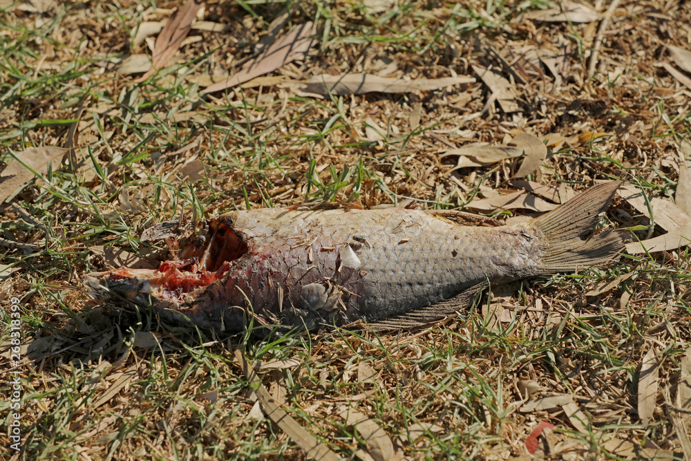 Fototapeta premium Toter Fisch Fischkopf Fischskelett am Strand