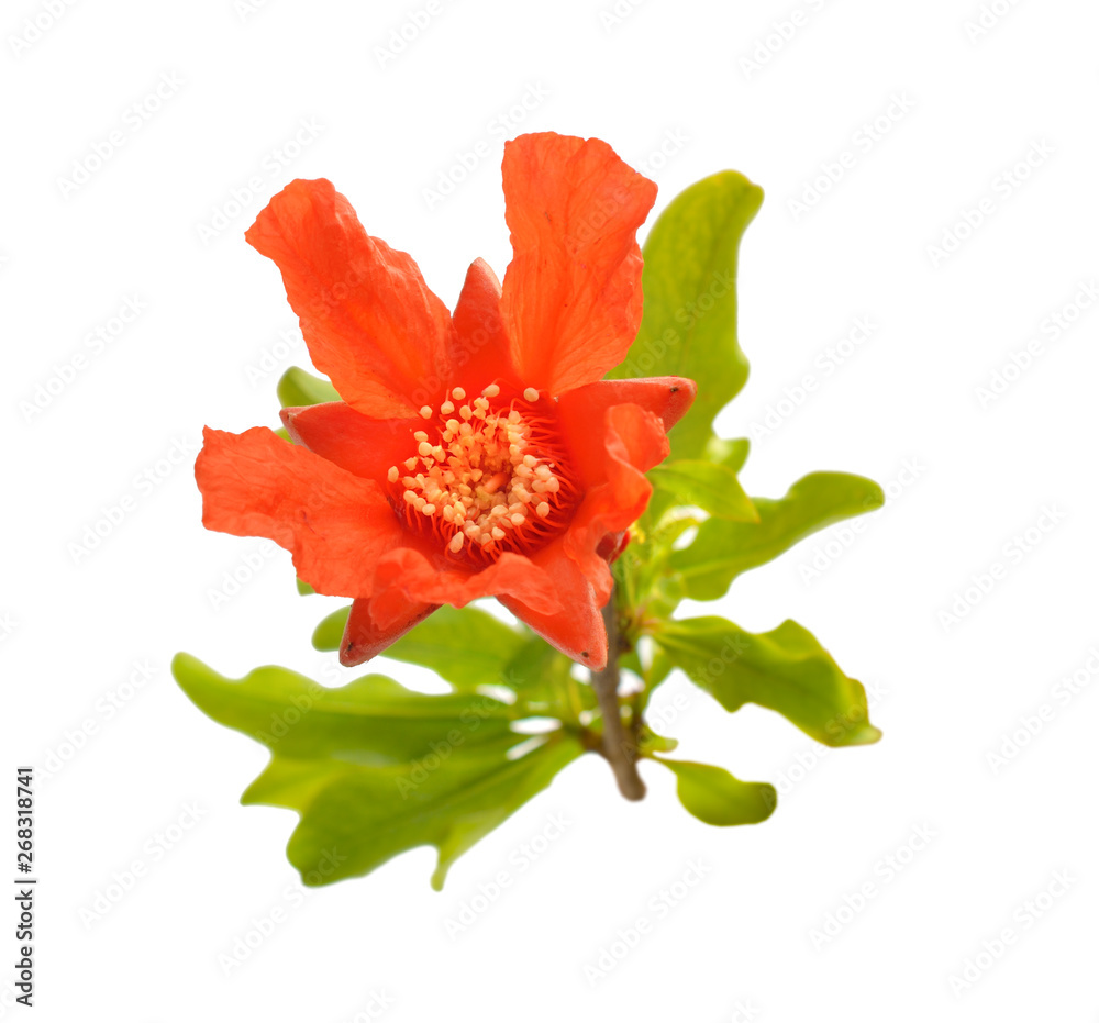 Flowers of Pumeca granatum or pomegranate isolated on white background Flowers of Pumeca granatum or pomegranate isolated on white background