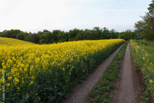 Rural road near the blooming rapeseed field