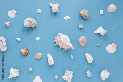 Different sea shells on table