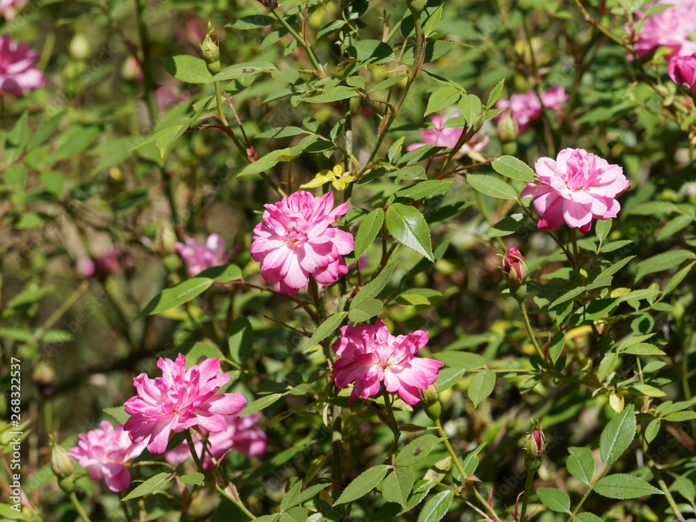 Petites fleurs roses pâle 'Pompon de Paris'. Rosier grimpant.
