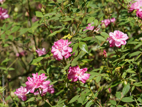 Petites fleurs roses pâle 'Pompon de Paris'. Rosier grimpant.