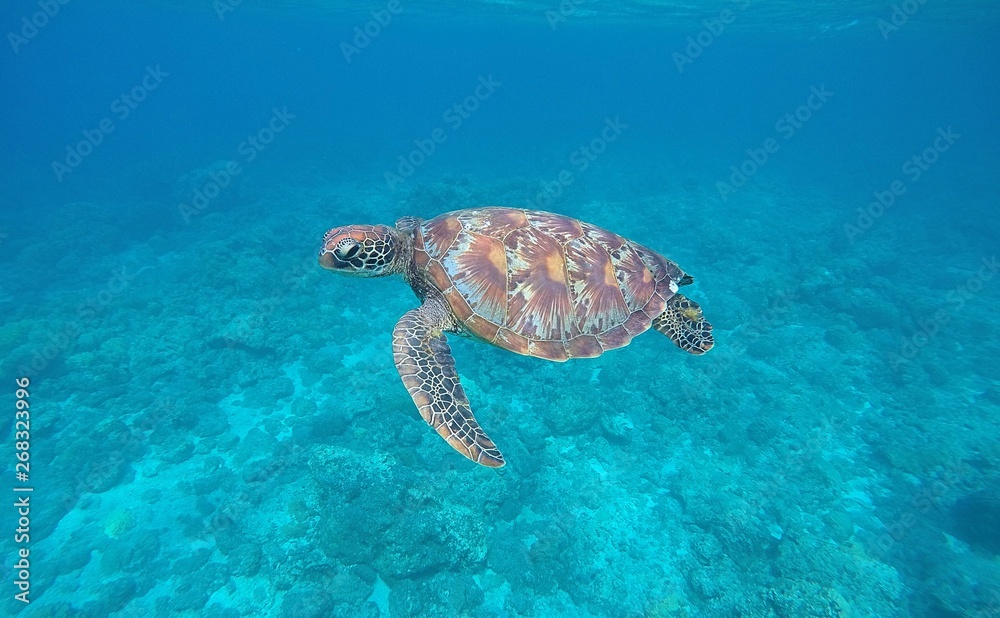 Obraz premium DCIM\100GOPRO\GOPR0753.