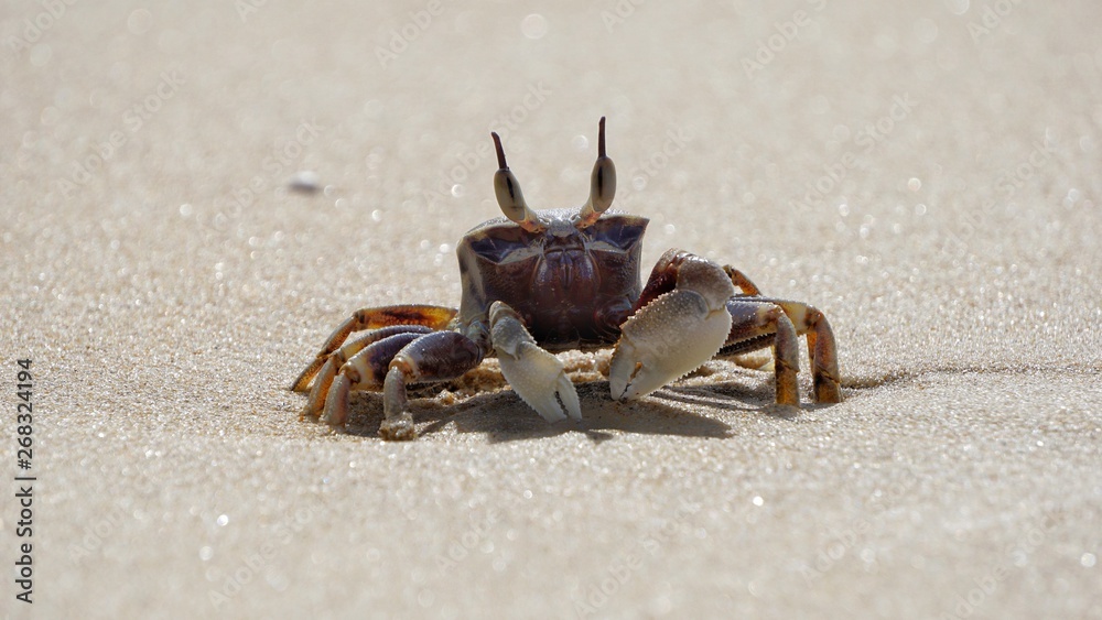 crab on the beach