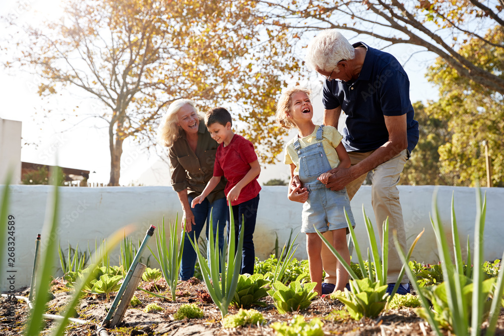 Fototapeta premium Grandchildren Helping Grandparents To Look After Vegetables On Allotment