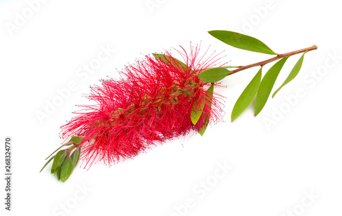 Flowering red Melaleuca, paperbarks, honey-myrtles or tea-tree, bottlebrush. Isolated on white background photo