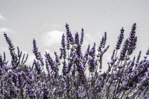 Lavendel