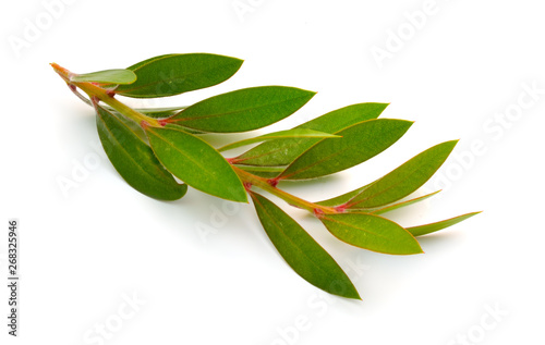 Bild auf Leinwand Twig of Melaleuca, paperbarks, honey-myrtles or tea-tree, bottlebrush