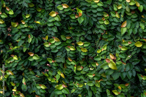 Floristic background. green leaves.