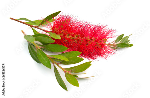 Flowering red Melaleuca, paperbarks, honey-myrtles or tea-tree, bottlebrush. Isolated on white background photo