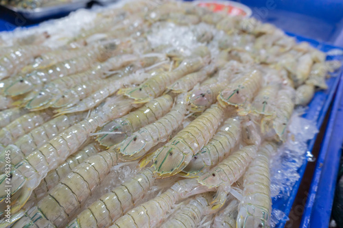 Oratosquilla nepa photo