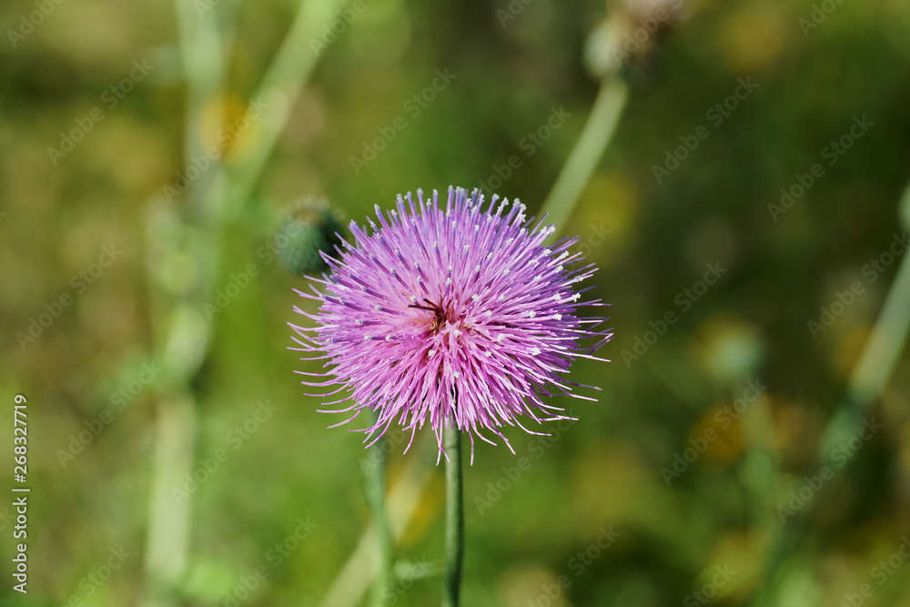 Field with Silybum marianum (Milk Thistle) , Medical plants. Field with Silybum marianum (Milk Thistle) , Medical plants.