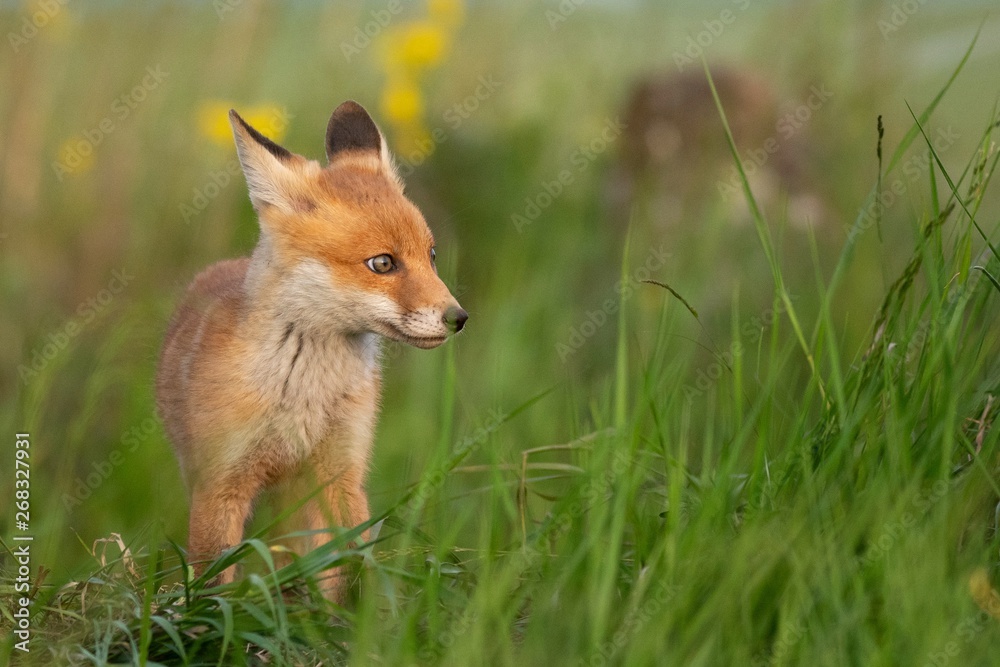 Fototapeta premium Baby Fox. Young red Fox in grass near his hole