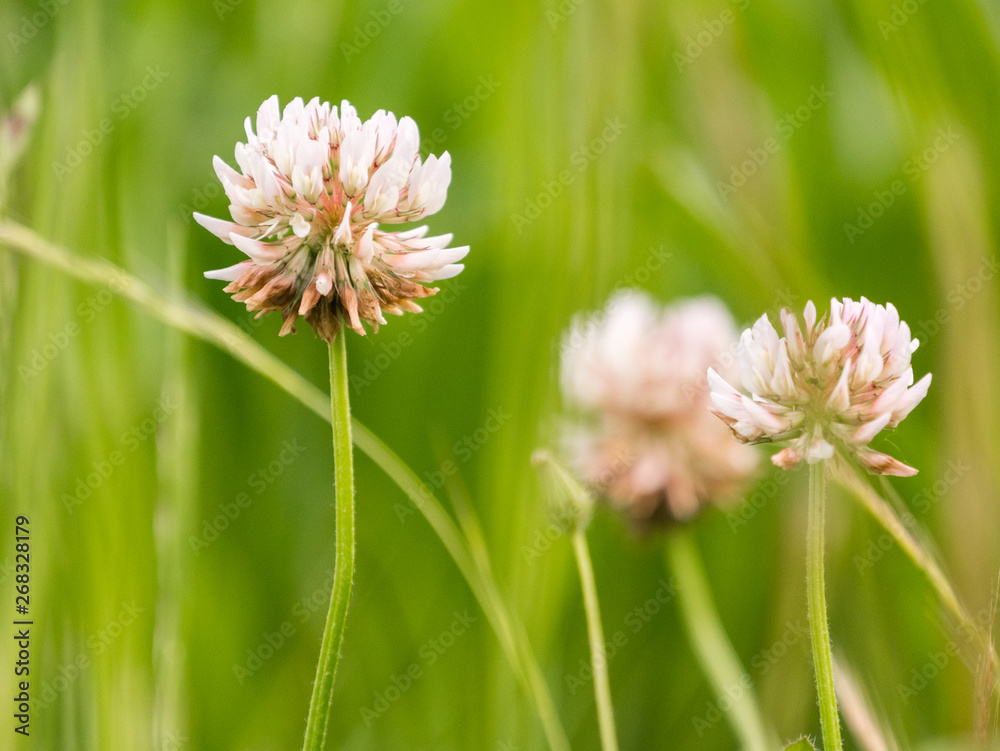 Fleur blanche sauvage dans un champ