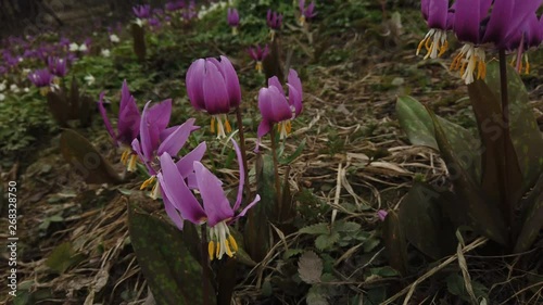 Dogtooth violet. Erythronium japonicum photo