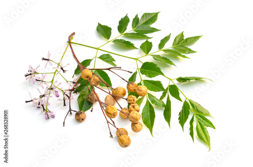 Melia azedarach, chinaberry tree, Pride of India, bead-tree, Cape lilac, syringa berrytree, Persian lilac photo