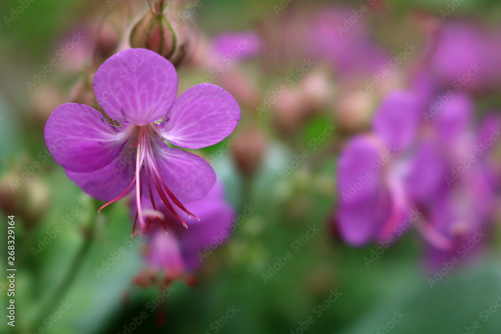 Geranium macrorrhizum, crane's bill in bloom Geranium macrorrhizum, crane's bill in bloom