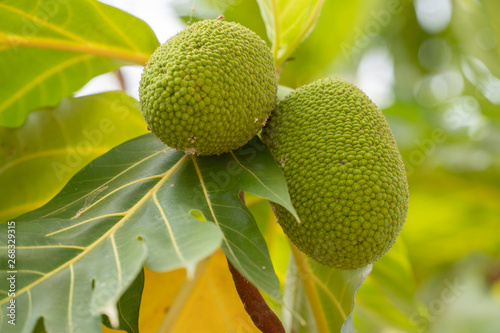  Jackfruit tree with plants fenne