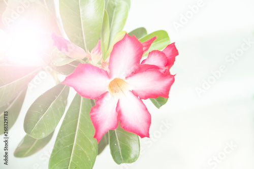 Fototapeta Naklejka Na Ścianę i Meble -  Impala Lily, Pink Bignonia