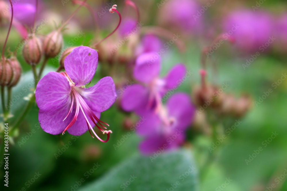 Geranium macrorrhizum, crane's bill in bloom Geranium macrorrhizum, crane's bill in bloom