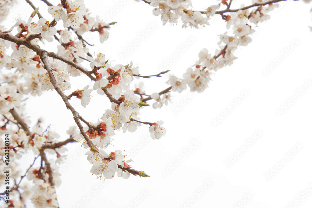 cherry blossom in the village against the white sky. spring landscape, the revival of nature. white flowers on a fruit tree cherry blossom in the village against the white sky. spring landscape, the revival of nature. white flowers on a fruit tree