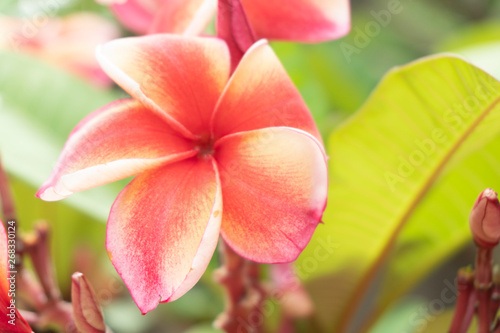 Frangipani Flower Or Leelawadee