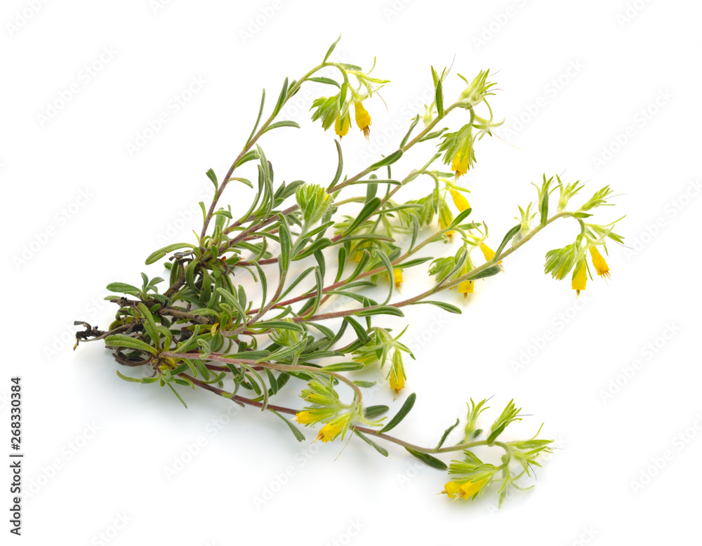 Flowering yellow Onosma isolated on white background