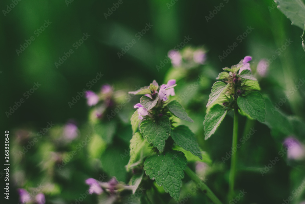 Magic nettle flower and green leaves Magic nettle flower and green leaves