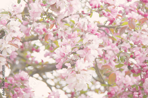 cherry blossom tree background