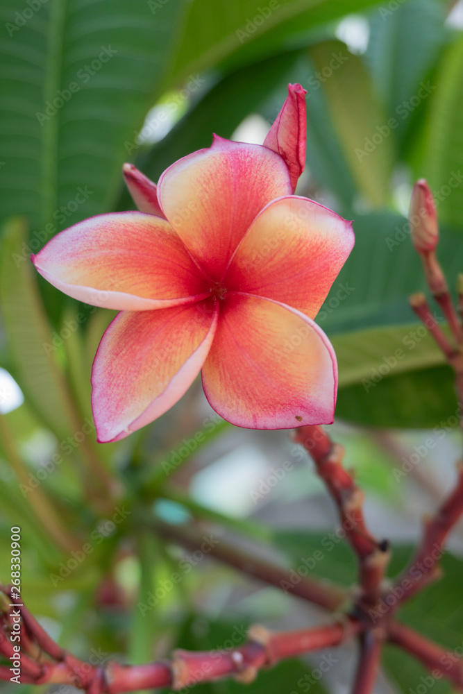 Fototapeta premium Frangipani Flower Or Leelawadee