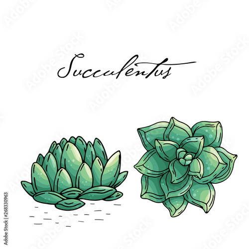 Poster with hand drawn succulents isolate on a white background