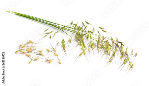Avena fatua. wild oat. Isolated on white background
