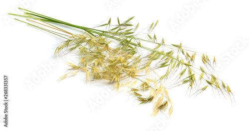 Avena fatua. wild oat. Isolated on white background