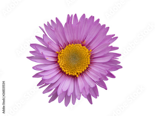 pink daisy flower isolated on white background