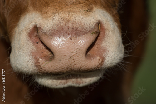 closeup of highland cattle nose