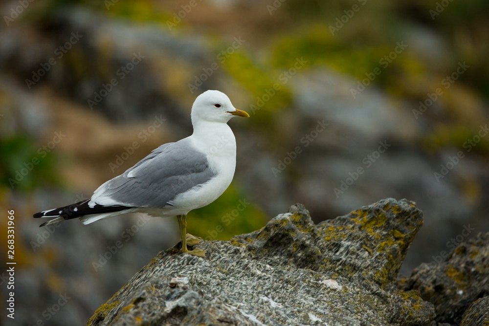Larus canus. Norway's wildlife. Beautiful picture. From the life of birds. Free nature. Runde Island in Norway. Scandinavian wildlife. North of Europe. Picture. Seashore. A wonderful shot of wild natu Larus canus. Norway's wildlife. Beautiful picture. From the life of birds. Free nature. Runde Island in Norway. Scandinavian wildlife. North of Europe. Picture. Seashore. A wonderful shot of wild natu