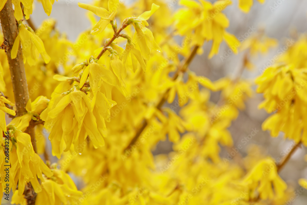 Forsythia bloom in the village after rain close-up. spring landscape, the revival of nature. yellow flowers on the olive tree Forsythia bloom in the village after rain close-up. spring landscape, the revival of nature. yellow flowers on the olive tree