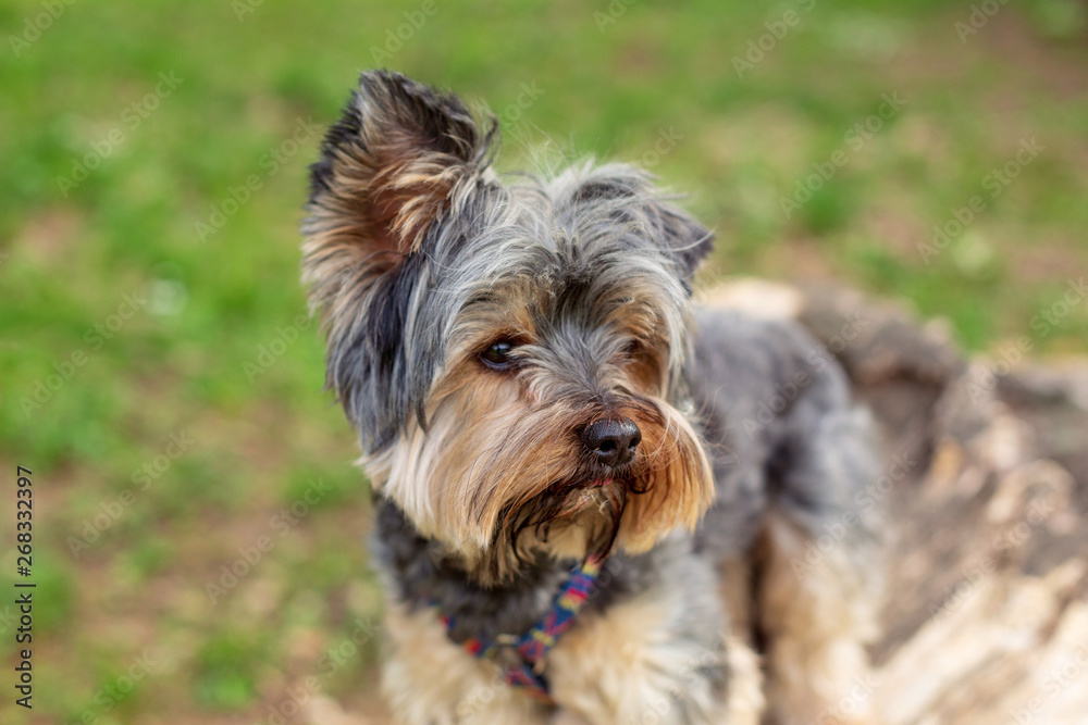 Beautiful Yorkshire Terrier enjoying in park.