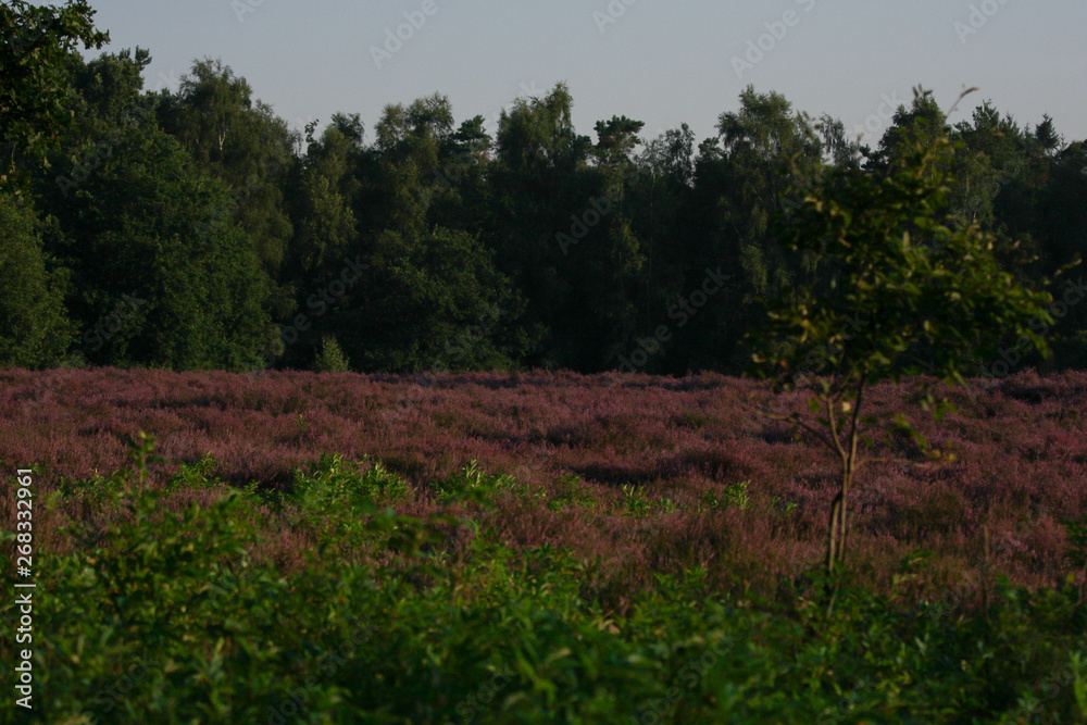 Obraz premium tree in a field
