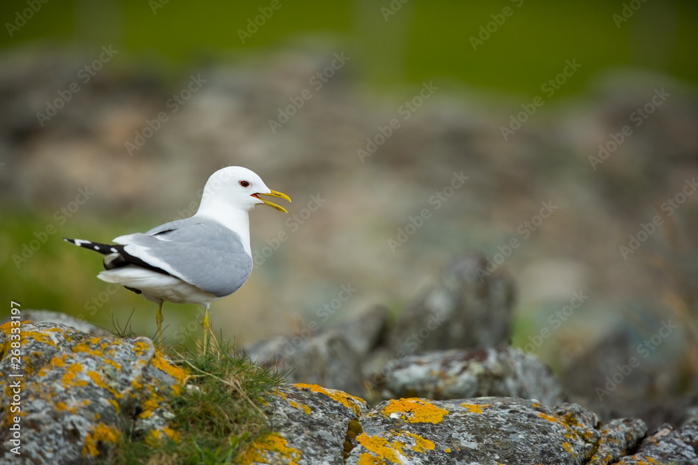 Larus canus. Norway's wildlife. Beautiful picture. From the life of birds. Free nature. Runde Island in Norway. Scandinavian wildlife. North of Europe. Picture. Seashore. A wonderful shot of wild natu Larus canus. Norway's wildlife. Beautiful picture. From the life of birds. Free nature. Runde Island in Norway. Scandinavian wildlife. North of Europe. Picture. Seashore. A wonderful shot of wild natu