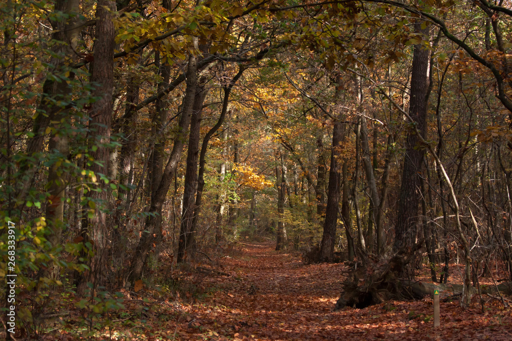 Fototapeta premium autumn in the forest in Noord-Brabant