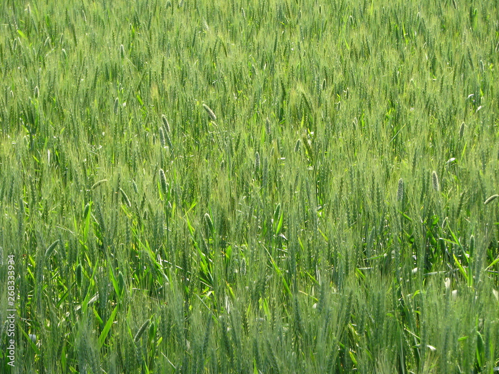 Crop