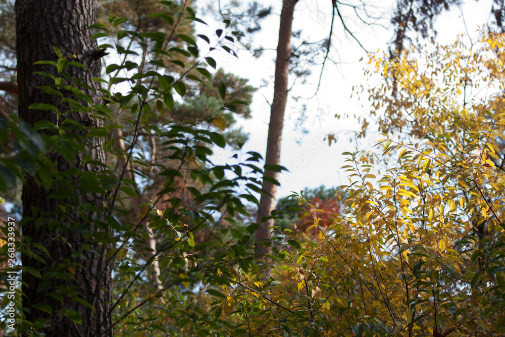 Fototapeta premium tree in autumn