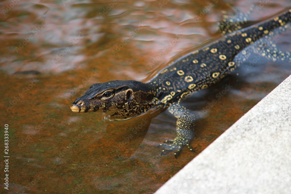 Water Monitor, Krabi - Thailand Water Monitor, Krabi - Thailand
