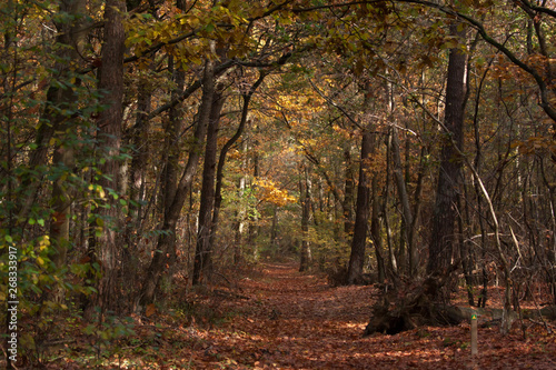 autumn in the forest in Noord-Brabant