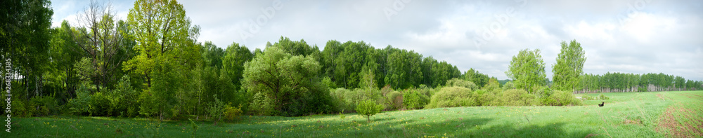 Panoramic view of a wild meadow with blooming yellow flowers and dog. Can be used for banner or background