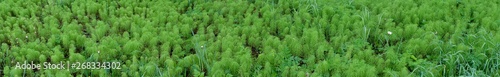 Panorama of green grass close up. field horsetail. natural background can be used as banner
